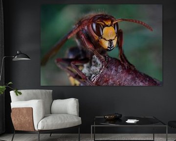 Europese hoornaar (vespa crabro). van Jeroen  Ruël