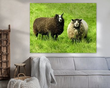Twee schapen. by André Mesker
