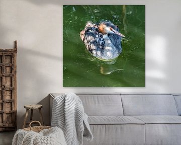 Moeder fuut met twee kleintjes op haar rug in helder water by Harrie Muis