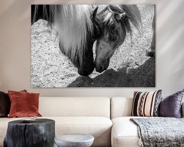 Pferde schwarz-weiß von Sylvia Schuur