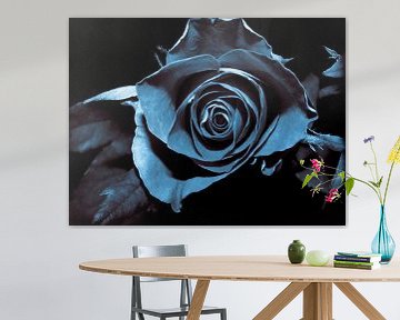 Rose noire sur Yvon van der Wijk