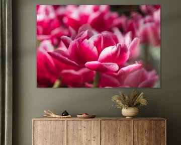 Roze tulp, gemaakt in Lisse van WeVaFotografie