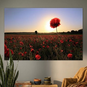 Profiter du soleil de printemps