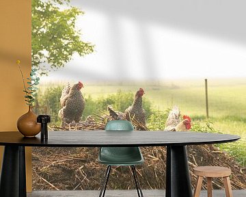 Mistige ochtend een boerenerf