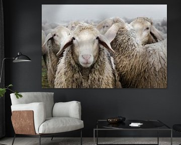 kudde schapen van Michael Valjak