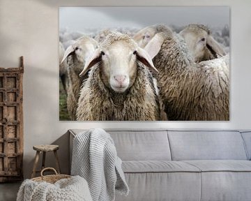 Flock of sheep by Michael Valjak