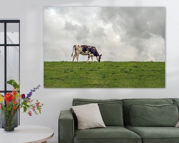 Eine schwarz-weiße Kuh grast auf einem niederländischen Deich