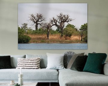 Baobabs van Mr Greybeard
