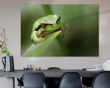 Treefrog on a leaf by Bob Wieggers