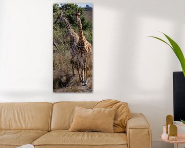 2 Giraffen by Arthur van Iterson