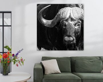 Portret van een buffel.