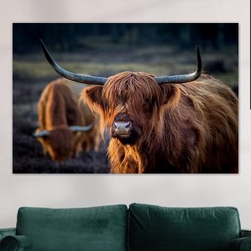 Scottish Highlander in evening light. Golden hour. by Henk Van Nunen Fotografie