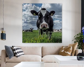 Portret koe #1