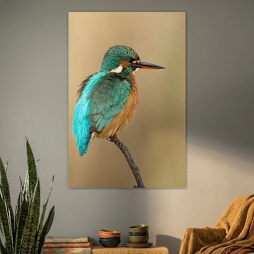IJsvogel portret