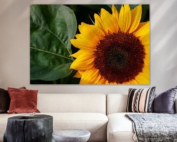 Sunflower after the rain sur Geert Groot