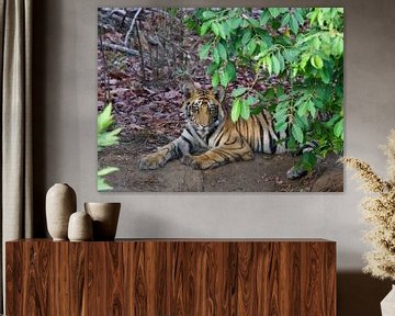 Bengaalse tijger in India van Thea Kleinrouweler