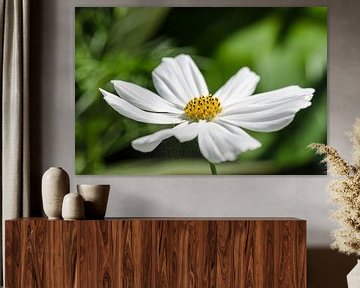 Cosmea (Cosmos bipinnatus) Schmuckkörbchen von Michael Valjak