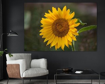 Zonnebloemen in de nazomer by henry hummel