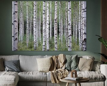 Birch Trees by Rudy De Maeyer