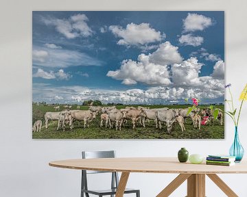 Koeien in het Friese landschap met Leeuwarden op de achtergrond