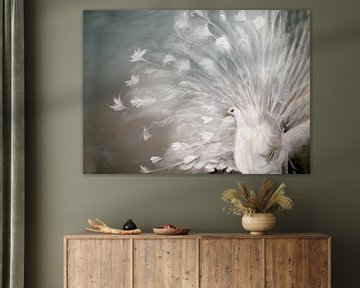 witte pauw ( white peacock)