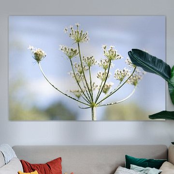 Un sentiment de bonheur estival capturé dans une fleur blanche