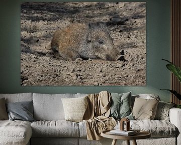 Wildschwein von MSP Canvas