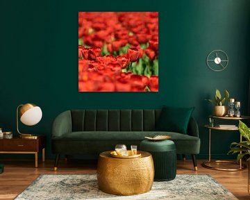 Rode tulpenveld van Floris van Woudenberg