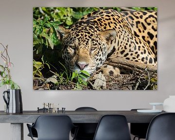 Close up of Juru, a male jaguar in the Pantanal van Koen Hoekemeijer