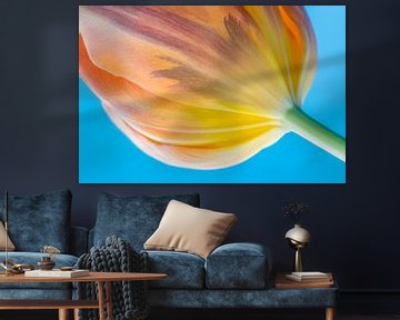Blütenkelch einer Tulpe von Wicek Listwan