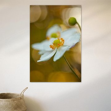 Annemone dancing in light II