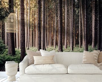 Harz spruce forest by Oliver Henze