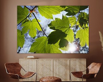 Groene Esdoorn bladeren in de lente met invallend zonlicht van Maarten Pietersma