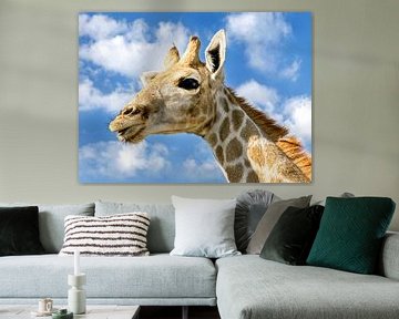 Jonge Giraffe in Namibië 2 van Jan van Reij