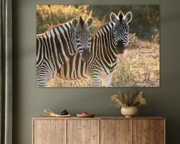 2 Zebra's van Nathalie van der Klei