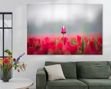Tulip by Niels Barto
