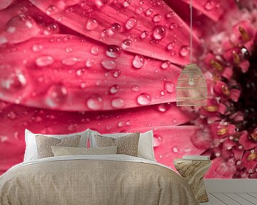 Water drops on a gerbera flower by Lorena Cirstea