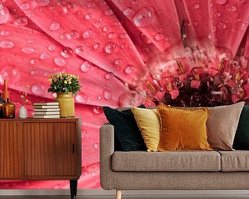 Water drops on a gerbera flower by Lorena Cirstea