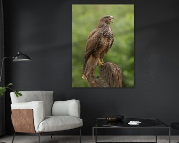 Buizerd