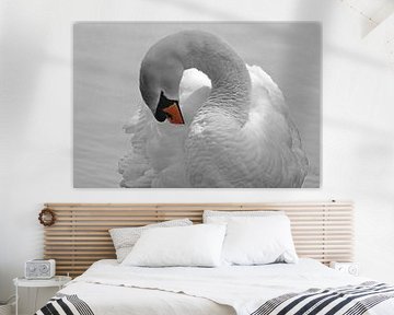 Zwaan zwart wit met kleurelement