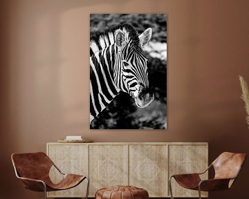 Zebra von Jan van Reij