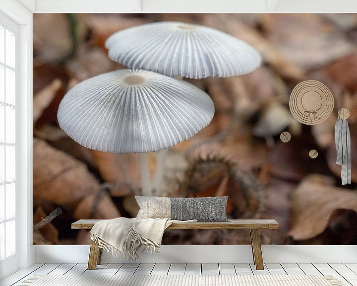 Sfeerimpressie behang: Hazenpootjes paddenstoelen in het bos van Margreet van Tricht
