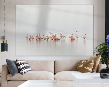 Flamingo's in Nederland van René Vos