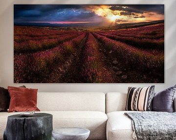 Zonsondergang lavendel veld Zuid-Frankrijk van Martijn van Steenbergen