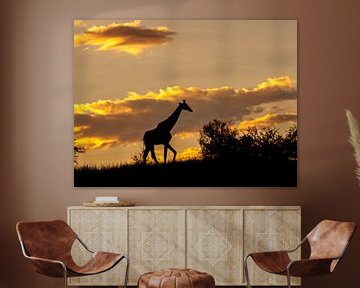 giraffe silhouet in het warme avondlicht