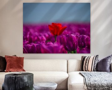 tulp, rood in een zee van paars van Chris van Es