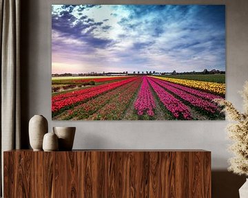 Tulip fields by Freek Rooze
