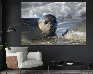 Zeehond by Karin Dragstra