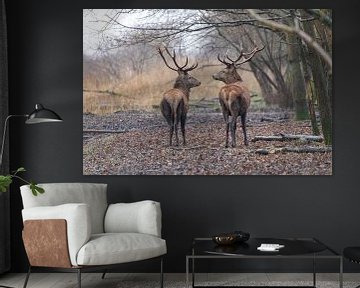 Red Deer (Cervus Elaphus) sur antonvanbeek.nl