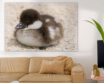 Duckling by MSP Canvas